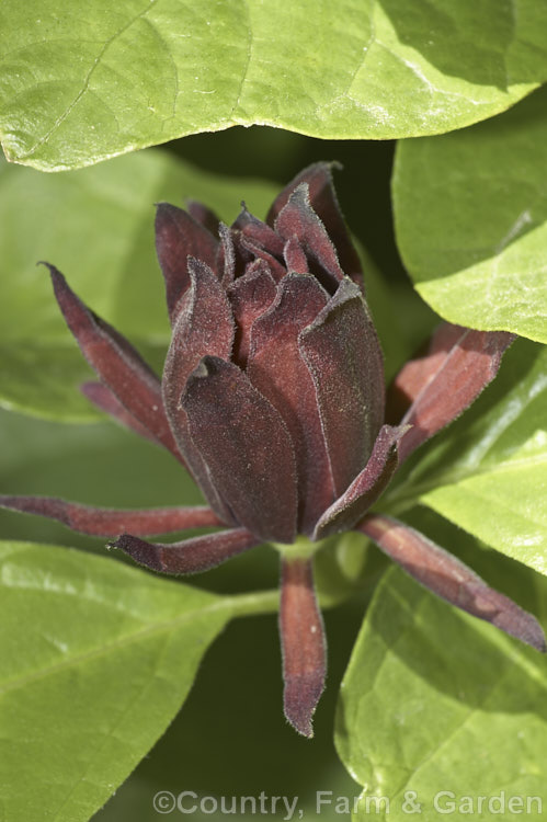 Allspice (<i>Calycanthus fertilis</i>), an aromatic deciduous shrub native to the southeastern United States. It flowers in late spring and early summer. The flowers are mildly scented and need a very humid climate or they start to dry and brown almost before they open. calycanthus-2631htm'>Calycanthus. <a href='calycanthaceae-plant-family-photoshtml'>Calycanthaceae</a>.