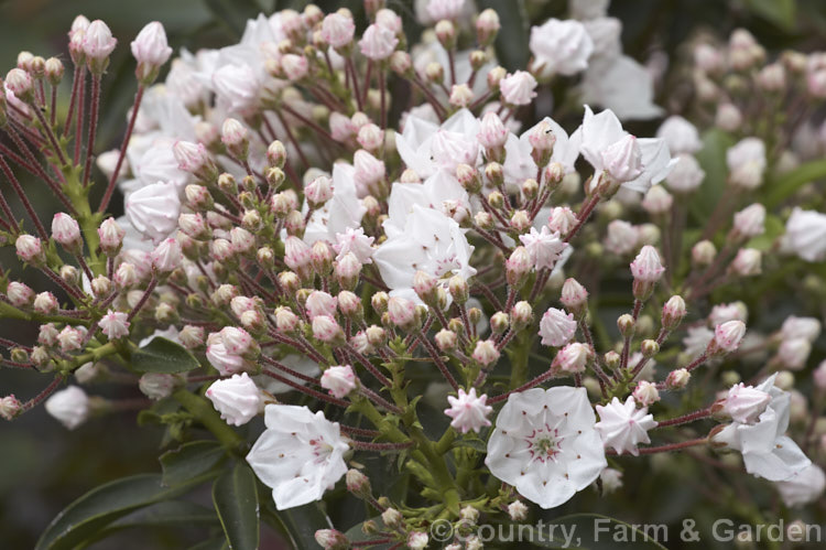 Calico. Bush (<i>Kalmia latifolia</i>), a very hardy, spring-flowering, evergreen shrub native to eastern North America. A member of the erica family, it thrives in cool moist conditions with humus-rich acid soil. Its flowers are very dainty, resemble cake decoration buds, but the flower stems are covered with sticky hairs that tend to trap a multitude of small creatures. kalmia-2456htm'>Kalmia. Order: Ericales, Family: Ericaceae