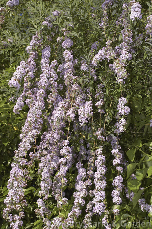 Buddleja alternifolia, a late spring- to early summer-flowering deciduous. Chinese shrub with arching and cascading stems. It can grow to as much as 9m tall and when not in flowers its narrow leaves and arching stems create a rather willow-like effect. The flowers occur only on the previous season's growth. buddleja-2053htm'>Buddleja. <a href='scrophulariaceae-plant-family-photoshtml'>Scrophulariaceae</a>.