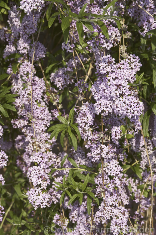 Buddleja alternifolia, a late spring- to early summer-flowering deciduous. Chinese shrub with arching and cascading stems. It can grow to as much as 9m tall and when not in flowers its narrow leaves and arching stems create a rather willow-like effect. The flowers occur only on the previous season's growth. buddleja-2053htm'>Buddleja. <a href='scrophulariaceae-plant-family-photoshtml'>Scrophulariaceae</a>.