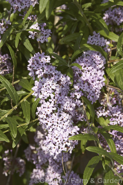 Buddleja alternifolia, a late spring- to early summer-flowering deciduous. Chinese shrub with arching and cascading stems. It can grow to as much as 9m tall and when not in flowers its narrow leaves and arching stems create a rather willow-like effect. The flowers occur only on the previous season's growth. buddleja-2053htm'>Buddleja. <a href='scrophulariaceae-plant-family-photoshtml'>Scrophulariaceae</a>.