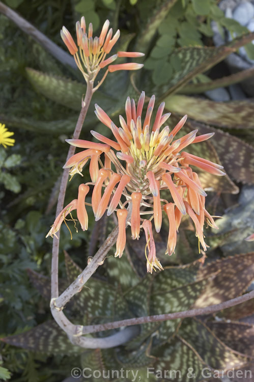 Soap. Aloe (<i>Aloe maculata [syn. Aloe saponaria]), a low, suckering succulent that forms a clump of rosettes broad, mottled leaves up to 30cm long edged with sharp green to brown teeth. Its branched inflorescence is up to 1m tall Found in South Africa and Zimbabwe. Order: Asparagales, Family: Asphodelaceae