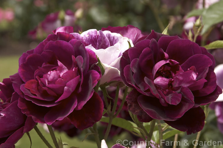 Rosa 'Burgundy. Iceberg' (sport of 'Brilliant. Pink Iceberg'), a Cluster-flowered (<i>Floribunda</i>) bush raised by Weatherly of Australia in 2003. The flowers open deep burgundy red but develop pink mottling and very pale petal undersides with age. The appeal of this effect depends on the gardener, some find it charming, others think it looks untidy. Order: Rosales, Family: Rosaceae