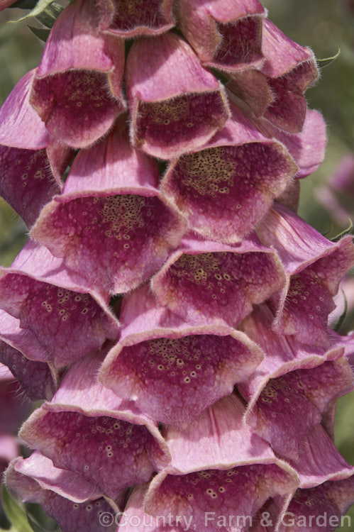 Digitalis x mertonensis, a tetraploid. Digitalis grandiflora x Digitalis purpurea hybrid that reproduces true to type form seed. It is a compact grower with strong lush foliage and large flowers on 50-90cm stems. Order: Lamiales, Family: Plantaginaceae