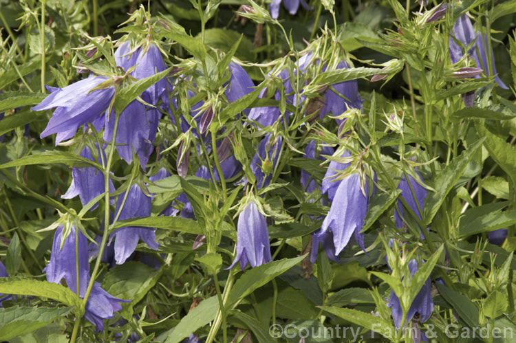 Campanula 'Mystic Bells', an upright, clump-forming, summer- to autumn-flowering perennial bellflower that grows to around 80-120cm high and wide. The nodding flowers can be over 50mm long. Order: Asterales, Family: Campanulaceae