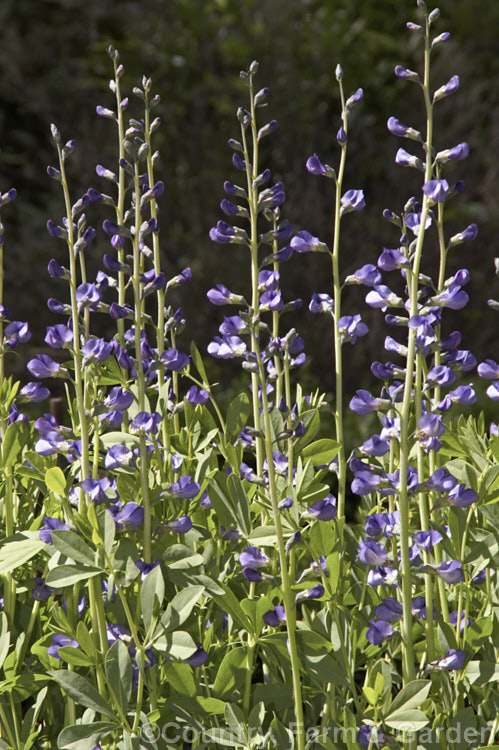 Blue False Indigo (<i>Baptisia australis [syn . Baptisia minor]), a 15m tall, summer-flowering perennial from the eastern United States. baptisia-2594htm'>Baptisia.