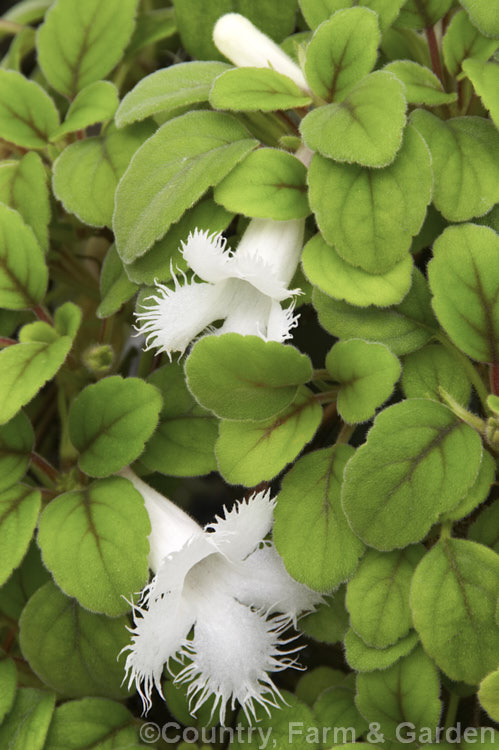 Lace Flower. Vine (<i>Alsobia dianthiflora</i>), a relative of the African violet, this graceful trailing perennial is from Costa. Rica and Mexico and is usually grown in a hanging basket. alsobia-2320htm'>Alsobia.