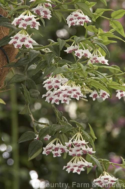 Miniature Wax Plant (<i>Hoya lanceolata subsp. bella [Syn. Hoya bella]), a lax trailing form of a shrubby species native to the Himalayan region. It flowers heavily and is very popular as a hanging basket plant. hoya-2202htm'>Hoya. Order: Gentianales, Family: Apocynaceae