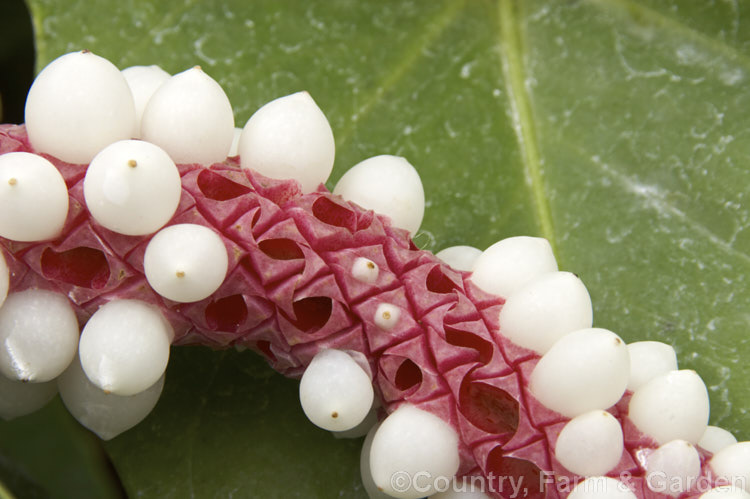 Spadix of Anthurium amnicola shedding mature fruits. This perennial, often epiphytic, is native to Panama. It has a narrow spathe and fragrant flowers on a purple spadix. The flowers develop into white fruits that contrast well with the spadix colour. anthurium-2027htm'>Anthurium.