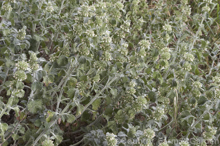 Horehound (<i>Marrubium vulgare</i>), a perennial native to Europe and central Asia and naturalised in theAmericas and New Zealand It is a popular medicinal herb, often used to control respiratory problems but is also considered to be a mildly invasive weed in many areas. marrubium-3136htm'>Marrubium.