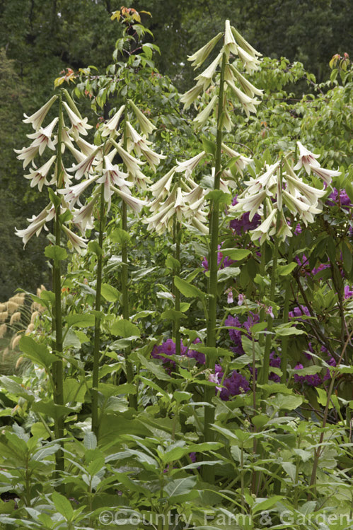 Giant Himalayan Lily (<i>Cardiocrinum giganteum</i>), an early summer-flowering Himalayan bulb that grows very quickly to over 3 m high after disappearing completely over winter. The flowers are quite strongly scented, though because they are so high up the fragrance is not always noticeable. Order: Liliales, Family: Liliaceae