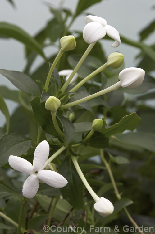 Bouvardia longiflora (syn. Bouvardia humboldtii</i>), a sprawling evergreen shrub native to Mexico. Its flower are very fragrant and have tubes up to 9cm long. In cultivation it is often trained as an espalier. bouvardia-2605htm'>Bouvardia. <a href='rubiaceae-plant-family-photoshtml'>Rubiaceae</a>.