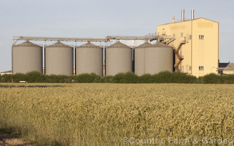 A near-mature field of wheat (<i>Triticum aestivum [syn. Triticum sativum]) in the evening against a backdrop of six large grain silos and a processing mill. Most of this wheat, which is tall for a modern strain, will be used in chicken feed. triticum-2291htm'>Triticum. .