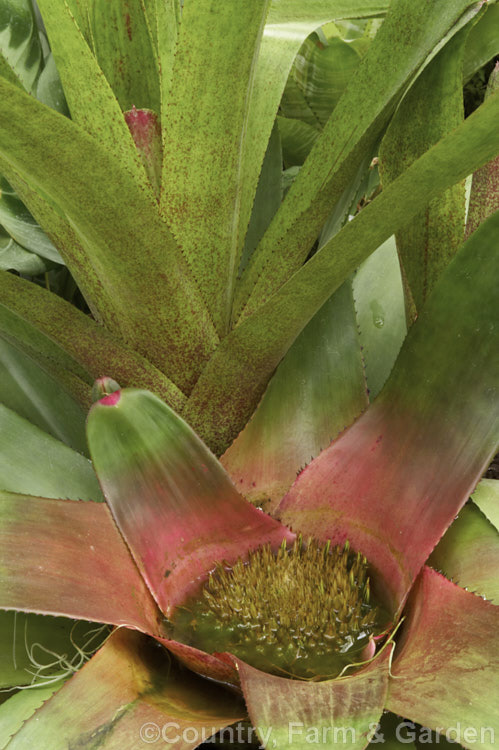 Neoregelia concentrica, a Brazilian bromeliad with widely spread, purple-pink-flushed leaves up to 40cm long. The foliage often has a variable pattern of darker dots and stripes and the colouration of the foliage intensifies as the flowers near maturity.