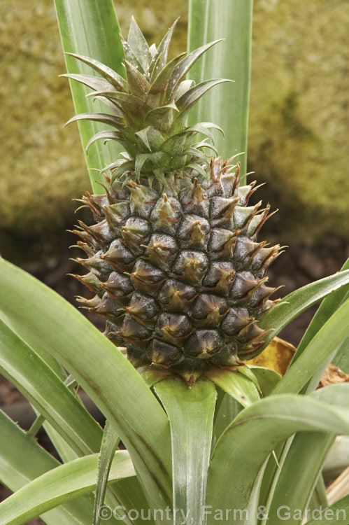 Pineapple (<i>Ananas comosus</i>) with an immature fruit. A bromeliad, probably originally from Brazil, the pineapple is widely cultivated and very well known for its delicious edible fruit. The stem, up to 12m tall, dies once the fruit is mature. Order: Poales, Family: Bromeliaceae