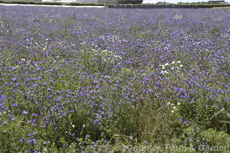 A field of Viper's Bugloss (<i>Echium vulgare</i>), a European biennial that grows to around 90cm tall It often occurs as a wildflower of stony ground and is popular with apiarists as a nectar source. It is relatively rare to see it cultivated like this, but it is sometimes included in wildflower seed mixes and this field included a mix of flower colours, presumably for seed harvesting. echium-2237htm'>Echium.