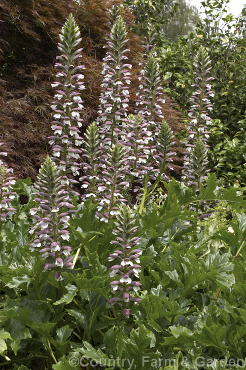 Bear's Breeches (<i>Acanthus mollis</i>), a usually evergreen summer-flowering perennial native to southwest Europe and North Africa. It was often featured in ancient Greek and Roman designs. Order: Lamiales, Family: Acanthaceae