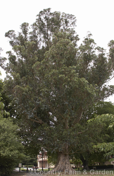 Blue Gum (<i>Eucalyptus globulus</i>), a 45-70m tall tree native to southeastern Australia including Tasmania. Blue Gum is sometimes grown as a timber tree but all too often the main use of this stately giant is as firewood. Order: Myrtales, Family: Myrtaceae