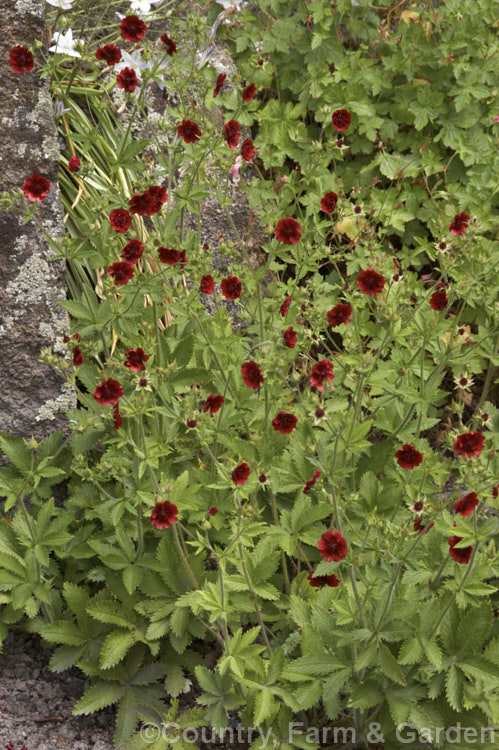 Potentilla thurberi, a summer-flowering perennial native to the southern United States and northern Mexico. It grows to around 75cm tall and the distinctive dusky red flowers are up to 2cm wide