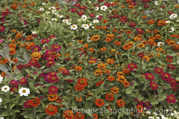 Mixed dwarf zinnias (<i>Zinnia elegans cultivars</i>). These large-flowered dwarf plants are typical of bedding zinnias. This border was edged with dwarf Tanacetum parthenium. Order: Asterales, Family: Asteraceae