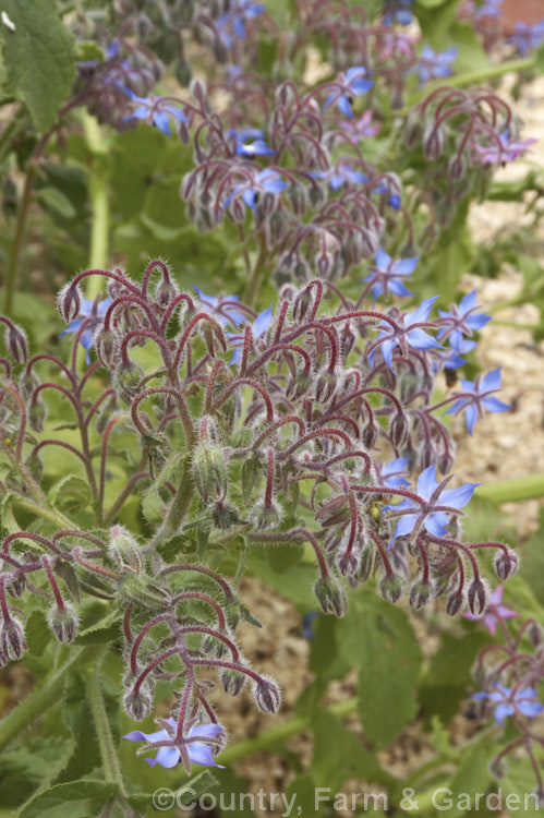 Borage (<i>Borago officinalis</i>). This quick-growing annual herb is popular with beekeepers as a nectar source, though it is confused with Viper's Bugloss (<i>Echium vulgare</i>). Borage has medicinal uses and the leaves can be used in salads. borago-2604htm'>Borago.