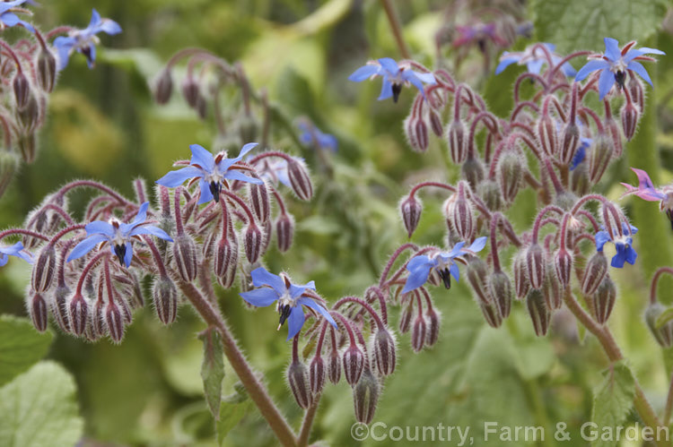 Borage (<i>Borago officinalis</i>). This quick-growing annual herb is popular with beekeepers as a nectar source, though it is confused with Viper's Bugloss (<i>Echium vulgare</i>). Borage has medicinal uses and the leaves can be used in salads. borago-2604htm'>Borago.