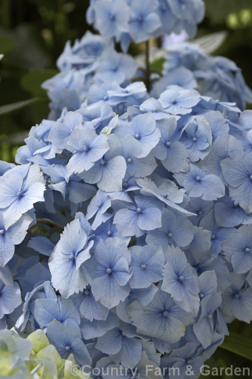 Hydrangea Macrophylla Nikko Blue Photo At Pictures Of Plants Stock 