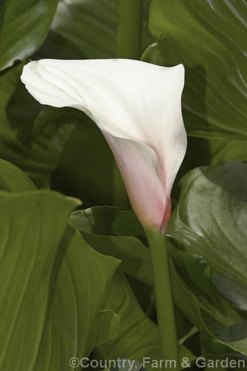 Zantedeschia aethiopica 'Childsiana', similar to the common. Zantedeschia aethiopica but smaller with pink-tinted flowers, this summer-flowering rhizomatous perennial is native to southern Africa and grows to around 12m tall