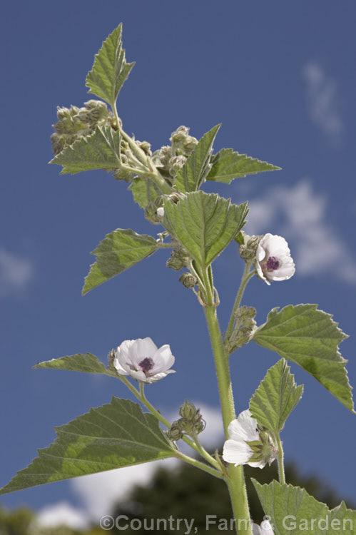 Marsh. Mallow or White Mallow (<i>Althaea officinalis</i>), 2m tall summer-flowering European perennial. The flowers open very pale mauve but soon fade to near white. Pink-flowered forms are common. Marsh. Mallow is widely used in herbal medicines. althaea-2323htm'>Althaea.