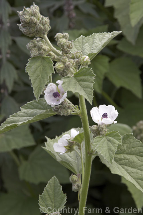 Marsh. Mallow or White Mallow (<i>Althaea officinalis</i>), 2m tall summer-flowering European perennial. The flowers open very pale mauve but soon fade to near white. Pink-flowered forms are common. Marsh. Mallow is widely used in herbal medicines. althaea-2323htm'>Althaea.