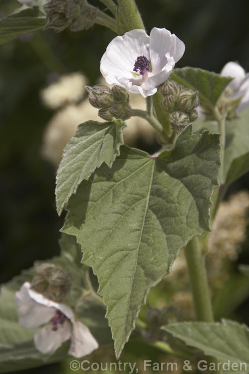 Marsh. Mallow or White Mallow (<i>Althaea officinalis</i>), 2m tall summer-flowering European perennial. The flowers open very pale mauve but soon fade to near white. Pink-flowered forms are common. Marsh. Mallow is widely used in herbal medicines. althaea-2323htm'>Althaea.