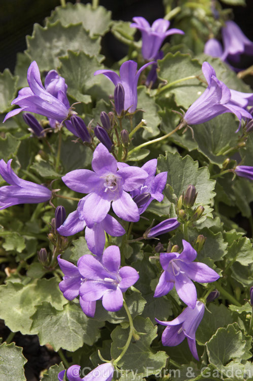 Campanula portenschlagiana (syn. Campanula muralis</i>) 'Resholt Variety', a very brightly coloured cultivar of the Dalmatian Bellflower, a low, spreading, spring-flowering perennial native to limestone regions of Croatia. Order: Asterales, Family: Campanulaceae