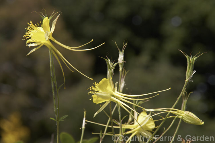 Aquilegia chrysantha, a 30-100cm tall perennial. Granny. Bonnet native to the southern United States. Its long-spurred flowers are an attractive yellow shade but they tend to be sparse and the plant has a rather open, rangy growth habit. Order: Ranunculales, Family: Ranunculaceae