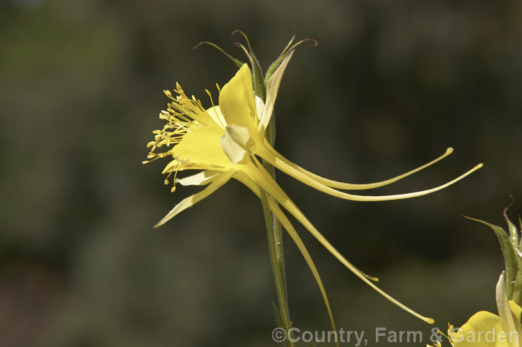 Aquilegia chrysantha, a 30 x 100cm tall perennial. Granny. Bonnet native to the southern United States. Its long-spurred flowers are an attractive yellow shade but they tend to be sparse and the plant has a rather open, rangy growth habit. Order: Ranunculales, Family: Ranunculaceae