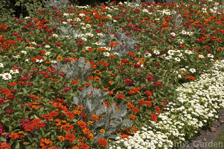 Mixed dwarf zinnias (<i>Zinnia elegans cultivars</i>). These large-flowered dwarf plants are typical of bedding zinnias. This border was edged with dwarf Tanacetum parthenium. Order: Asterales, Family: Asteraceae