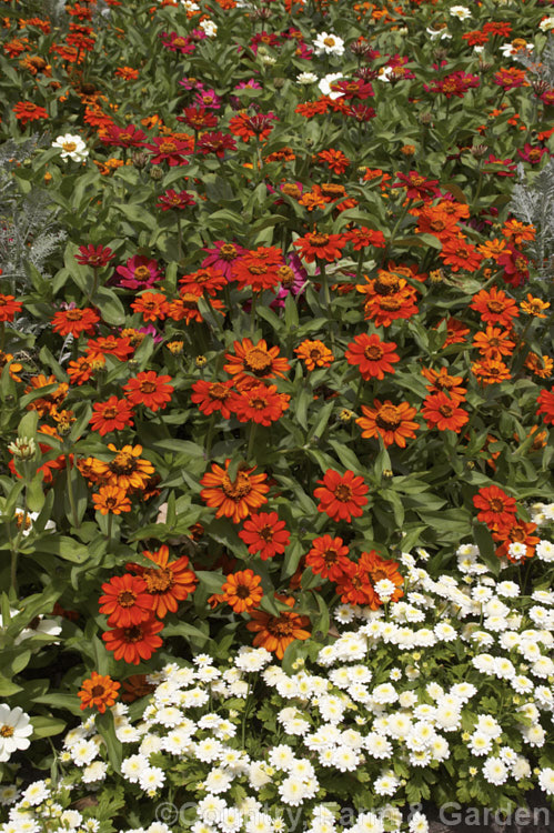 Mixed dwarf zinnias (<i>Zinnia elegans cultivars</i>). These large-flowered dwarf plants are typical of bedding zinnias. This border was edged with dwarf Tanacetum parthenium. Order: Asterales, Family: Asteraceae