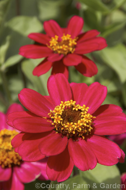 Dwarf zinnia (<i>Zinnia elegans 'Profusion' cultivar</i>). These large-flowered dwarf plants are typical of bedding zinnias, with a stocky habit, good rain-resistance and vibrant flower colours. Order: Asterales, Family: Asteraceae