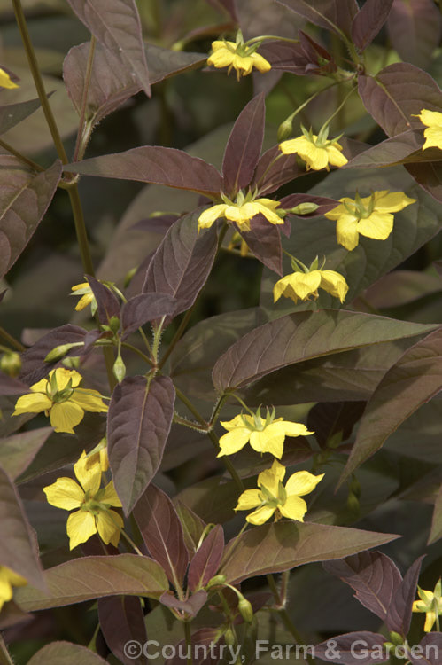 Lysimachia ciliata 'Purpurea' (syn. Steironema ciliata 'Purpurea'), a purple-bronze-foliaged cultivar of a summer-flowering perennial native to eastern and central North America. It grows to around 1m tall lysimachia-3115htm'>Lysimachia.