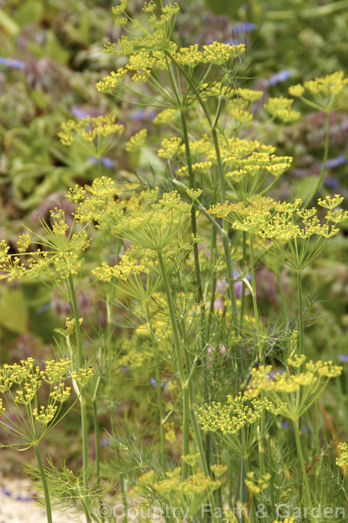 Dill (<i>Anethum graveolens</i>), a summer-flowering annual umbellifer native to southern Europe, Russia and southwestern Asia. The oil and seeds are widely used in herbal medicines, principally as a digestive aid and for calming, and the young leaves are popular as a garnish and flavouring. anethum-2338htm'>Anethum.