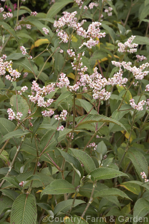 Lesser Knotweed (<i>Persicaria campanulata [syns: Aconogonum campanulatum, Polygonum campanulatum]), a summer- to early autumn-flowering perennial native to the Himalayan region. It forms a dense foliage clump up to 18m wide and 12m tall