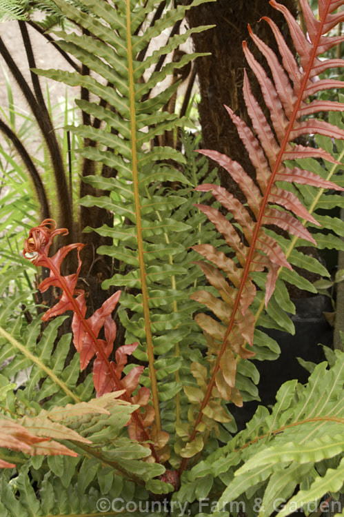 Blechnum brasiliense, a tree fern native to the tropical forests of Brazil and Peru. It is notable for its bright red new growth and almost plastic-textured fronds, which can grow to 90cm long. This species will develop a short trunk up to 1m tall