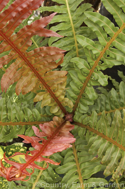 Blechnum brasiliense, a tree fern native to the tropical forests of Brazil and Peru. It is notable for its bright red new growth and almost plastic-textured fronds, which can grow to 90cm long. This species will develop a short trunk up to 1m tall