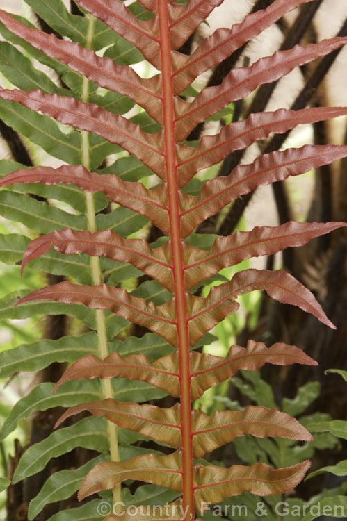 Blechnum brasiliense, a tree fern native to the tropical forests of Brazil and Peru. It is notable for its bright red new growth and almost plastic-textured fronds, which can grow to 90cm long. This species will develop a short trunk up to 1m tall