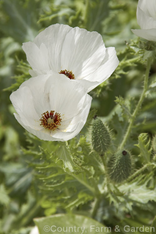 Prickly Poppy (<i>Argemone hispida</i>), a summer-flowering perennial native to the Rocky. Mountains. It grows to around 60cm tall and is distinguished from many of the other species in the genus by being faintly hairy as well as carrying a dense covering of fine prickles. Order: Ranunculales, Family: Papaveraceae