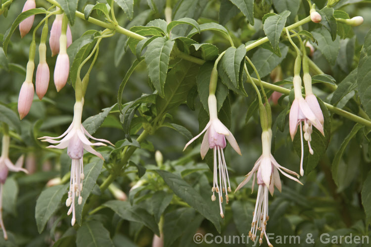 Fuchsia magellanica var. molinae, a white and lavender pink-flowered form of a normally red and purple-flowered, large, upright shrub with small pendulous blooms. Evergreen in mild climates, the species is native to southern Argentina andChile but has become widely naturalised. Its dense growth habit makes it suitable for hedging. fuchsiashtml'>Fuchsia. <a href='onagraceae-plant-family-photoshtml'>Onagraceae</a>.