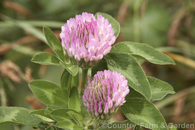 Red Clover or Purple Clover (<i>Trifolium pratense</i>), a short-lived perennial originally native to Europe. It is often grown in pastures and also occurs as a weed. It can grow to over 50cm tall and there are several ornamental cultivars. trifolium-3369htm'>Trifolium.