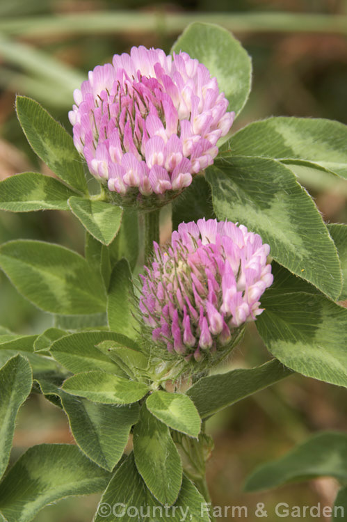 Red Clover or Purple Clover (<i>Trifolium pratense</i>), a short-lived perennial originally native to Europe. It is often grown in pastures and also occurs as a weed. It can grow to over 50cm tall and there are several ornamental cultivars. trifolium-3369htm'>Trifolium.