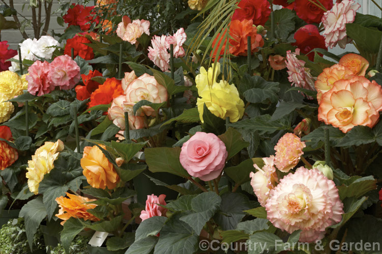 A selection of<i>Begonia x tuberhybrida</i> cultivars. These fancy-flowered hybrid tuberous begonias were developed from several Andean species. Order: Cucurbitales, Family: Begoniaceae