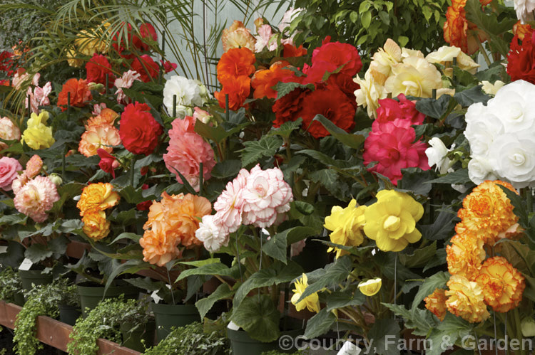 A selection of<i>Begonia x tuberhybrida</i> cultivars. These fancy-flowered hybrid tuberous begonias were developed from several Andean species. Order: Cucurbitales, Family: Begoniaceae