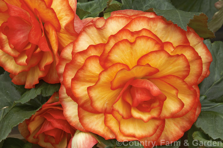 <i>Begonia x tuberhybrida</i> 'Saturn', one of the many fancy-flowered tuberous begonias, a group of hybrids derived from several Andean species. Order: Cucurbitales, Family: Begoniaceae